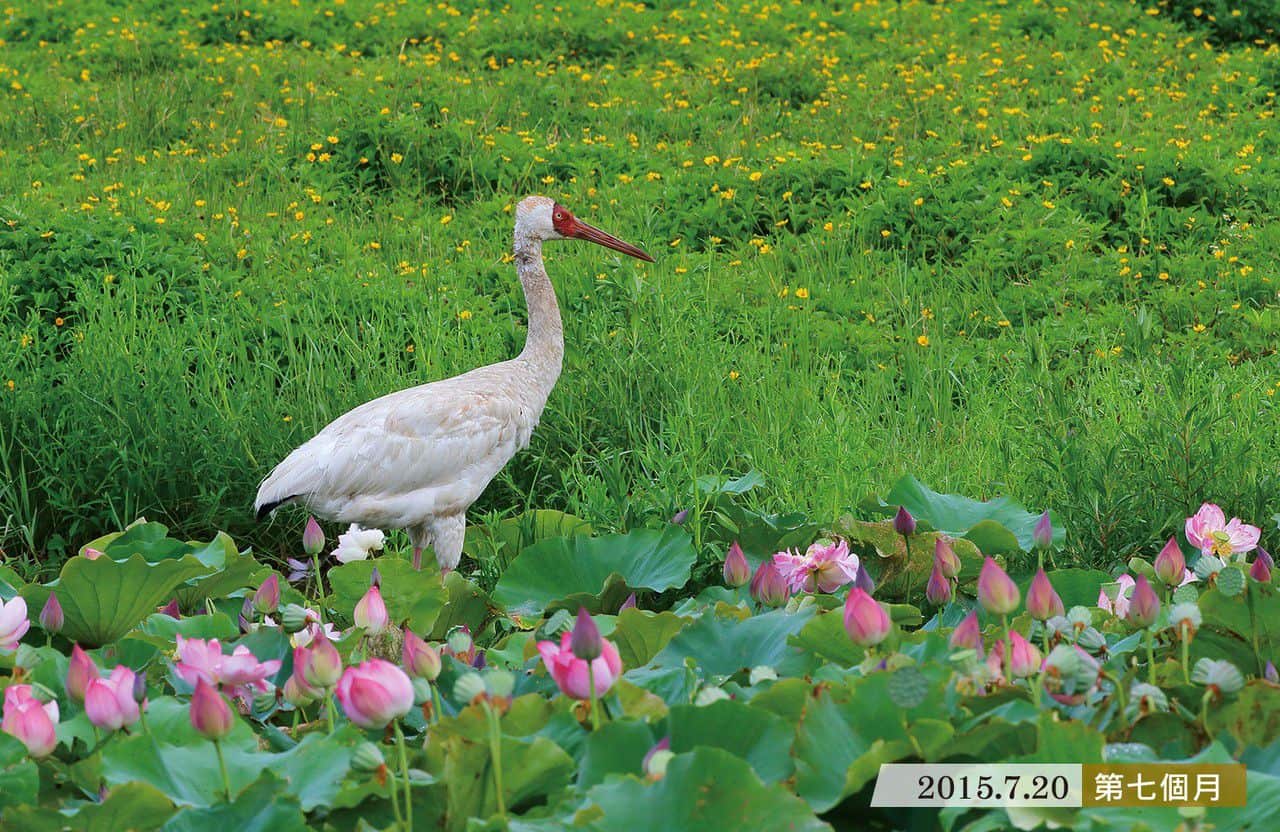 小白鶴成長記錄 第七個月2015-07-20
