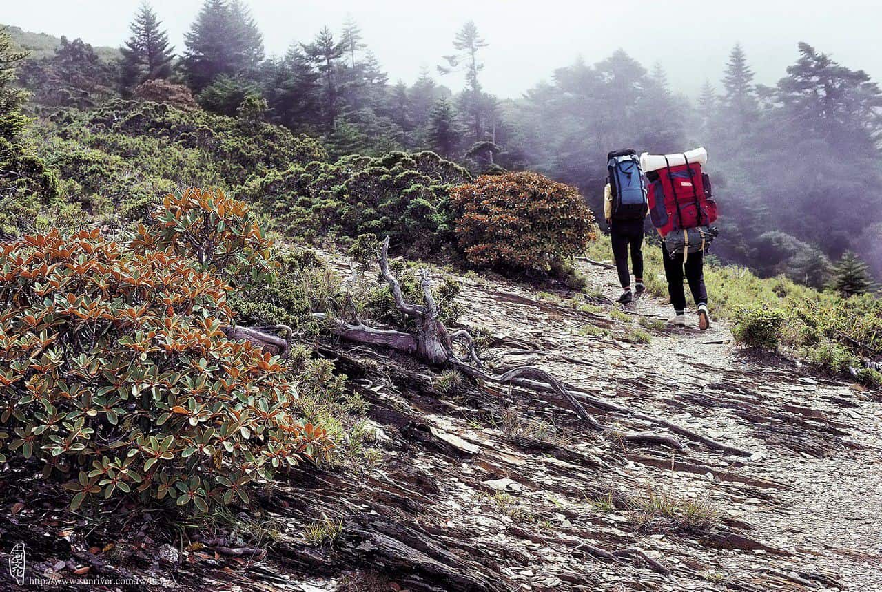 審馬陣山旁的南湖杜鵑群落與行腳匆匆的登山客 攝影∕見晴　地點∕審馬陣山側