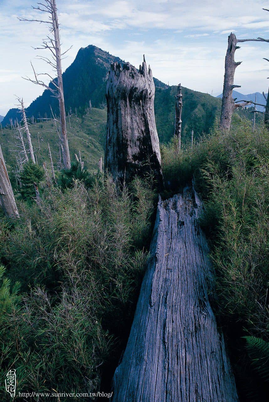 伐木遺留的破敗山林 攝影∕阮榮助　地點∕帕托魯山北稜 