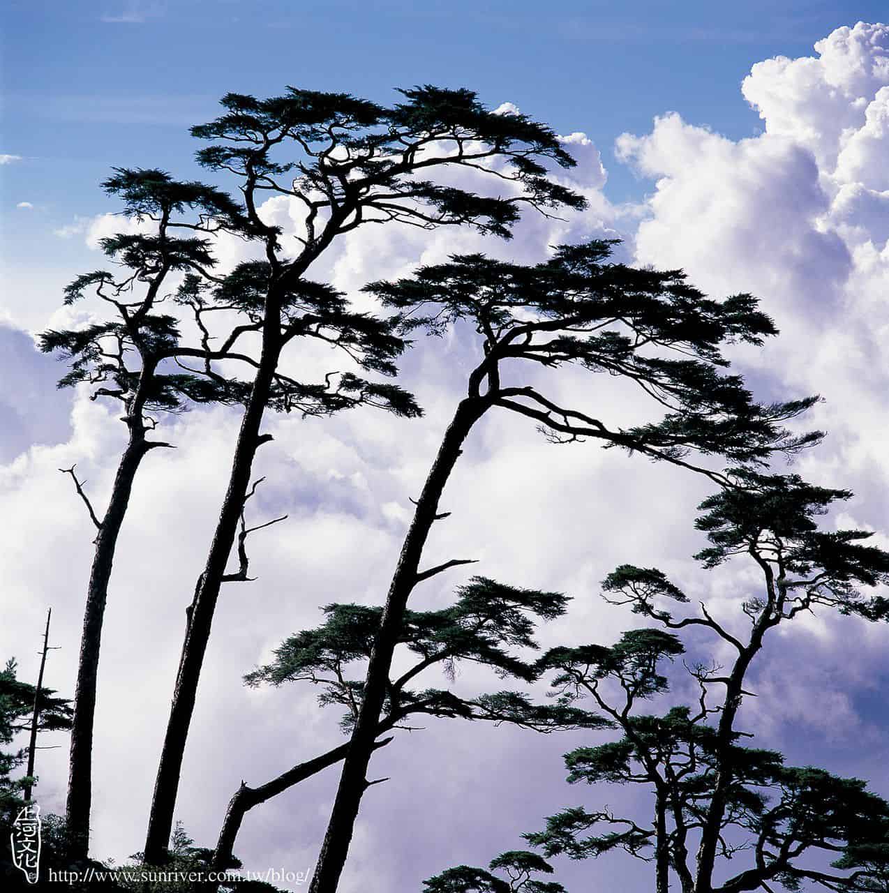 樹姿優雅的台灣鐵杉攝影／見晴　地點／南橫公路