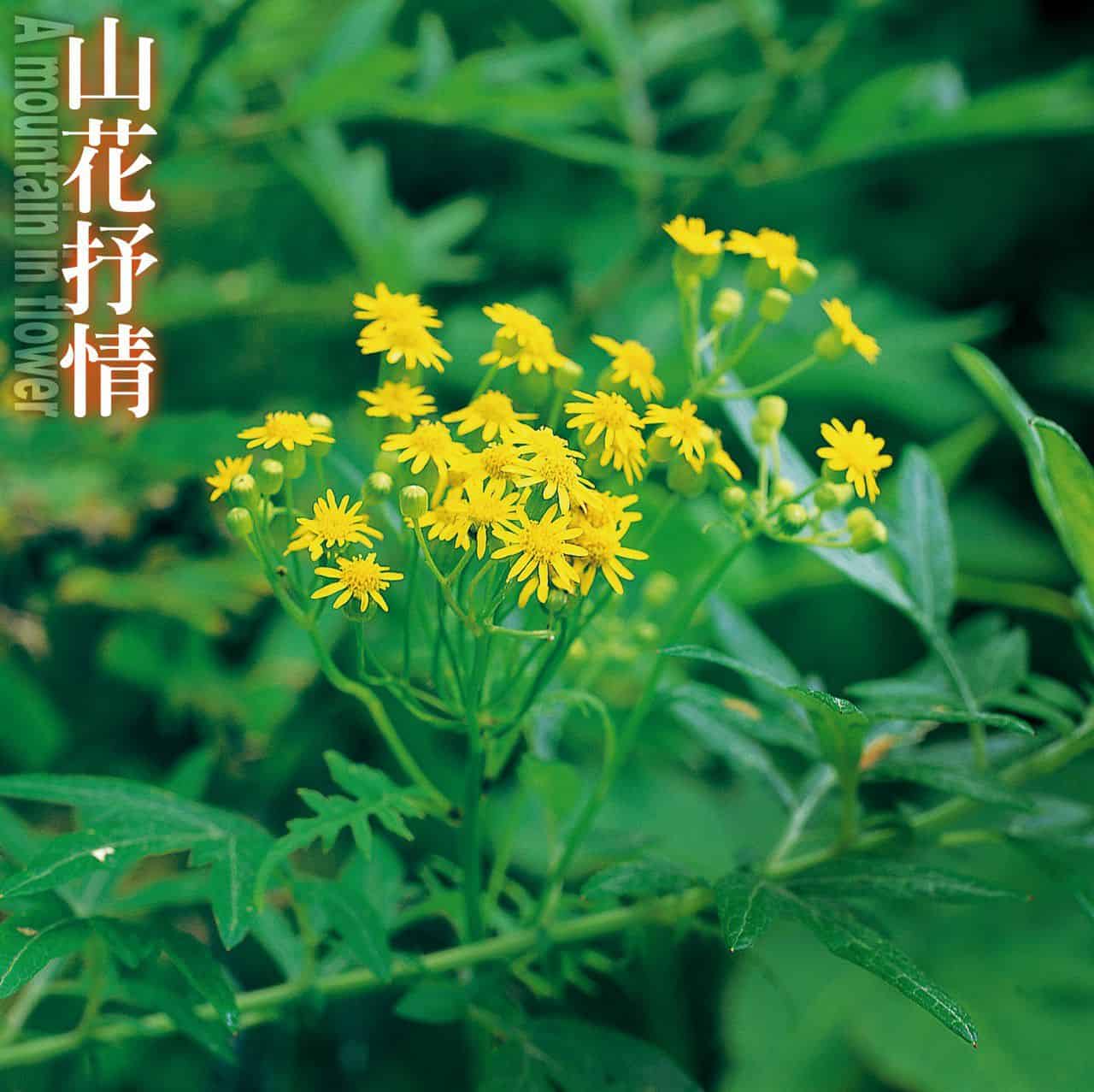 台灣劉寄奴8∼9月間開黃色頭狀花 。 攝影／郭英豪