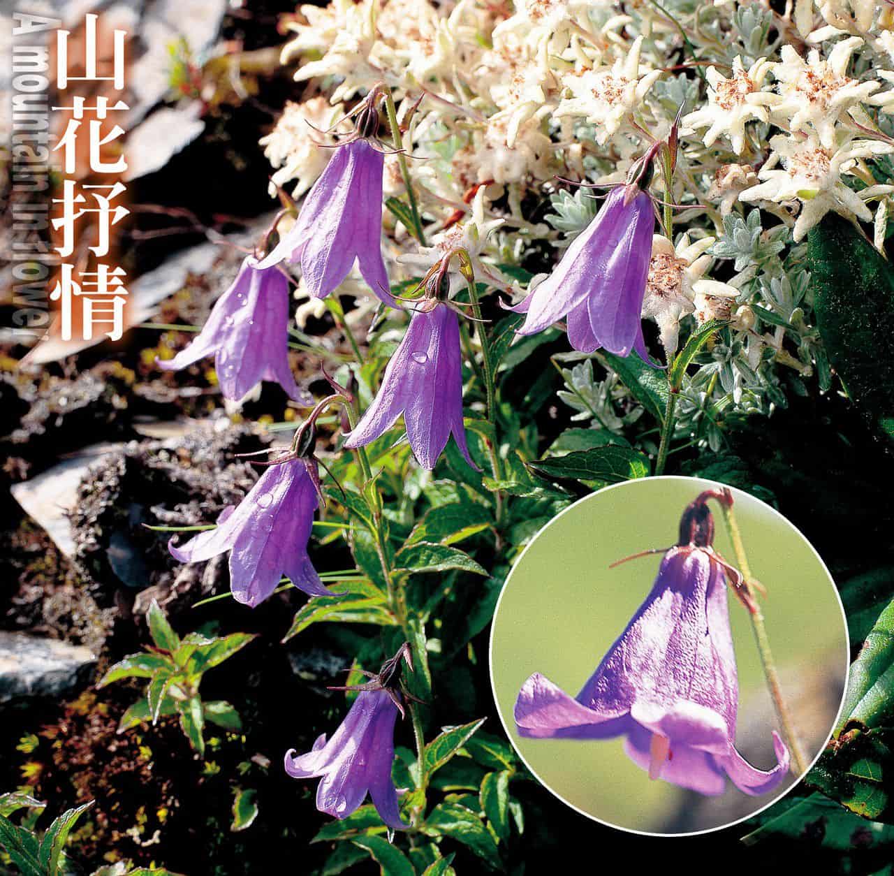 高山沙參為台灣特有種，也是珍貴的孑遺物種， 偌大美艷的吊鐘花，是爬山人一定要認識的高山名花之一。 藍紫色的吊鐘花，長長的花柱露出，像個風鈴。 攝影／多陽 