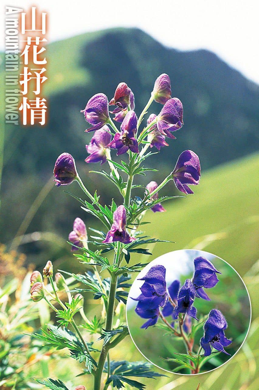 莖直立，總狀花序，紫色頭盔狀花，型式奇特。 攝影／多陽